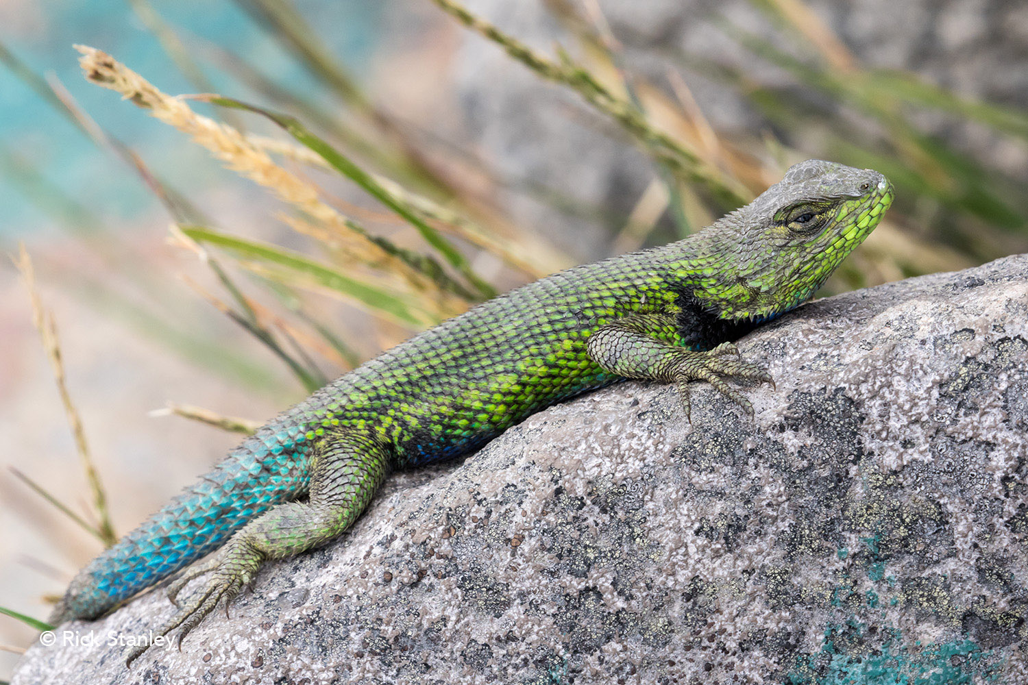 After volcanoes become inactive, wildlife and animals return. Some species are onlyfound in high mountain environments. This lizard only lives in the highlands of Guatemala.